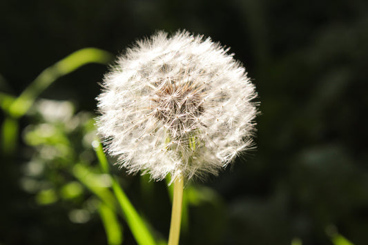 Dandelion- the forgotten plant