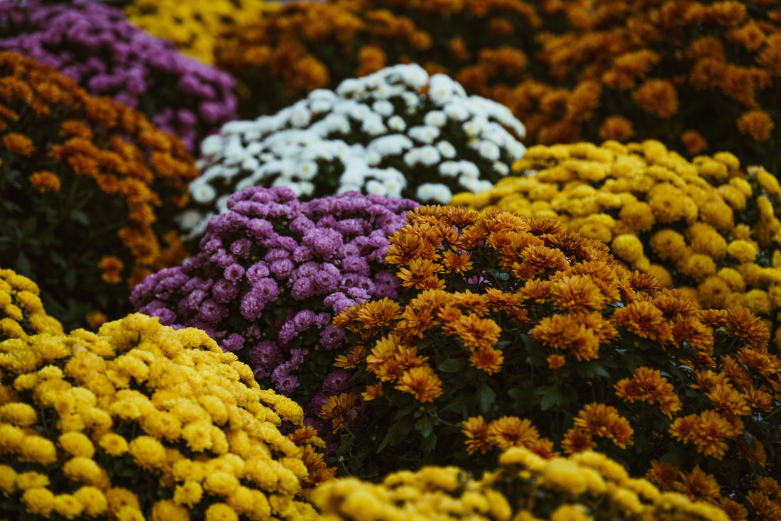 What Is Helichrysum? Defining This Botanical and Its Powerful Skincare Benefits
