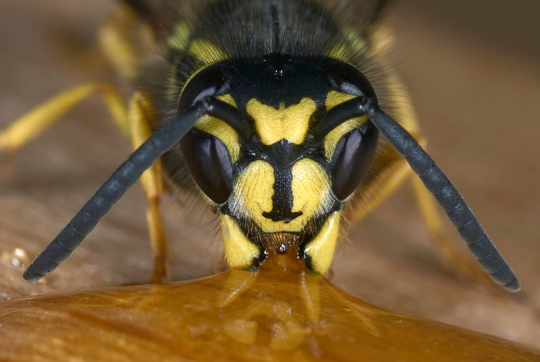 Manuka honey offers numerous benefits for the skin